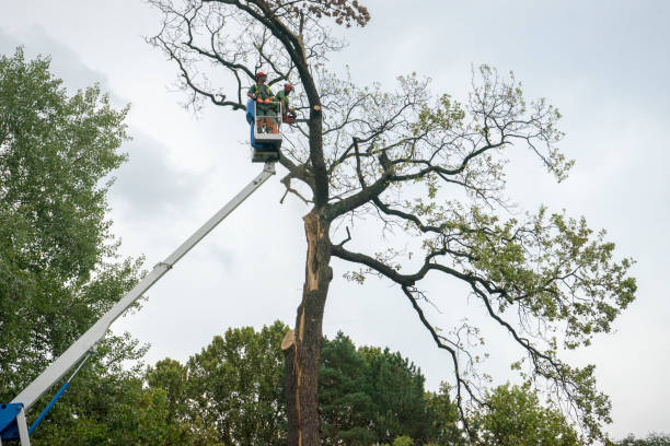 How Our Tree Care Process Works  in  Newport, MN